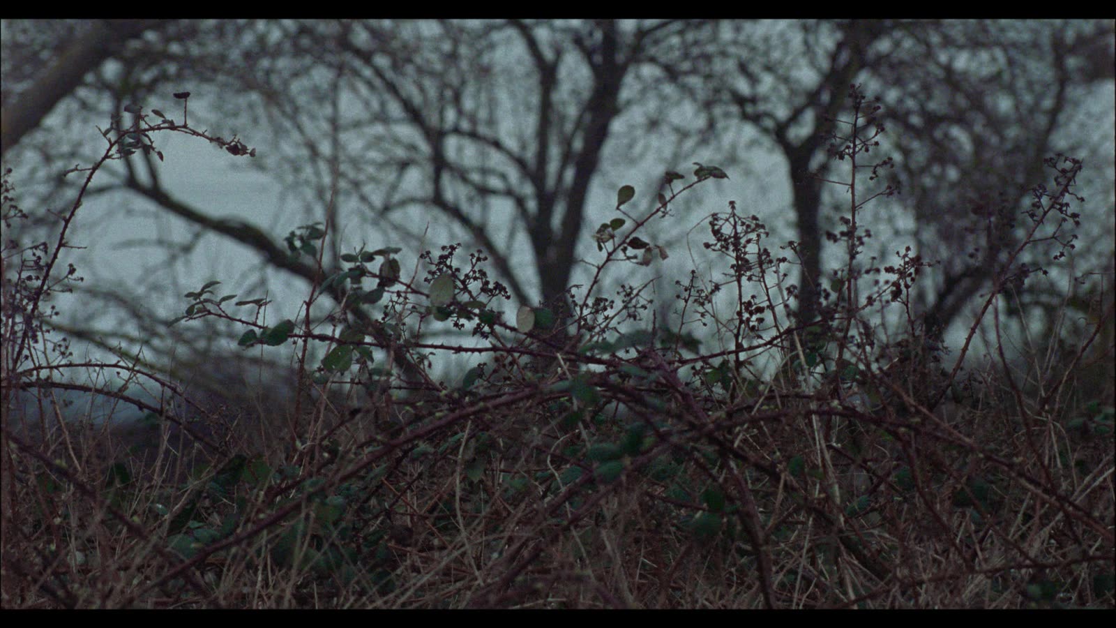 they found her in a field — still 2